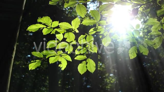 Forest  Videohive 3813830 Stock Footage Image 6