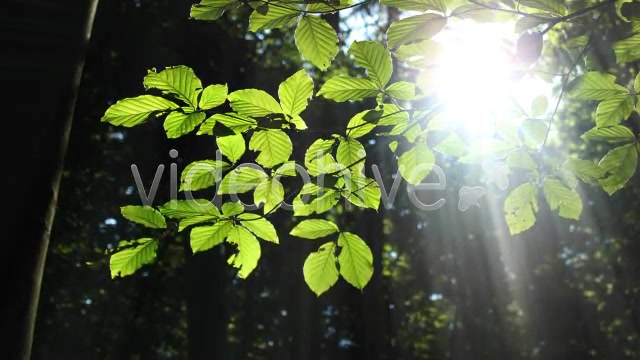 Forest  Videohive 3813830 Stock Footage Image 7