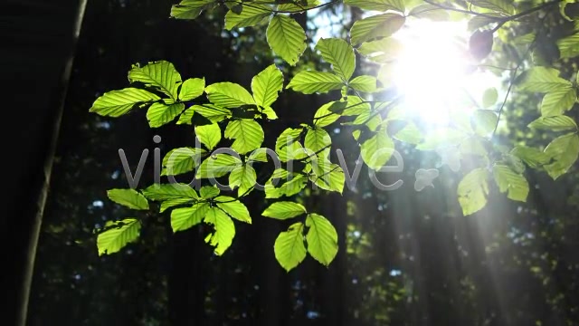 Forest  Videohive 3813830 Stock Footage Image 8