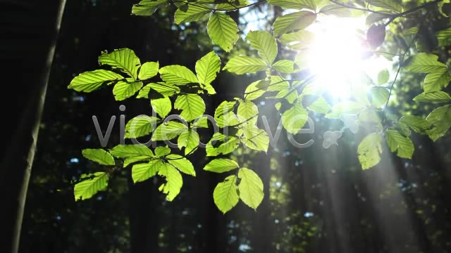 Forest  Videohive 3813830 Stock Footage Image 9