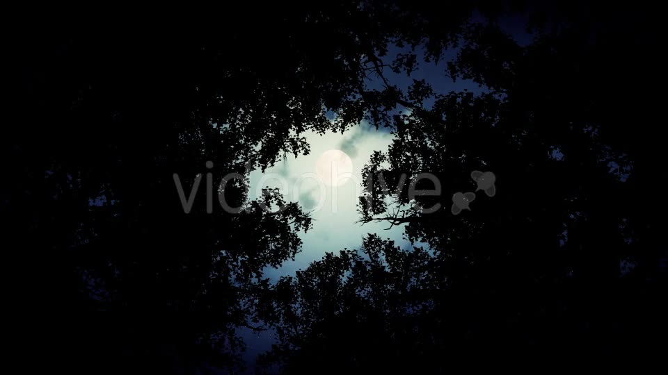 Forest With Moon - Download Videohive 18710448