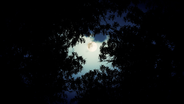 Forest With Moon - Download Videohive 18710448