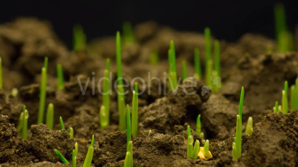 Fresh Green Grass Growing  Videohive 12490546 Stock Footage Image 1