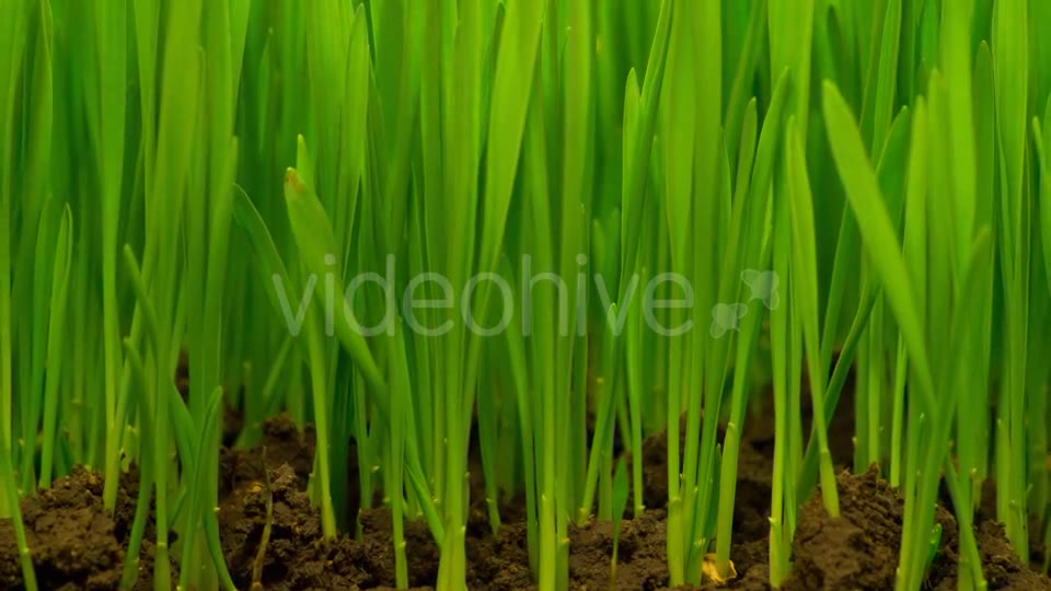 Fresh Green Grass Growing  Videohive 12490546 Stock Footage Image 10