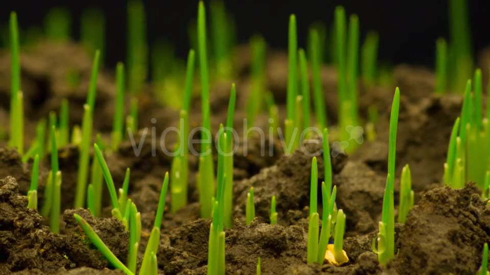 Fresh Green Grass Growing  Videohive 12490546 Stock Footage Image 2