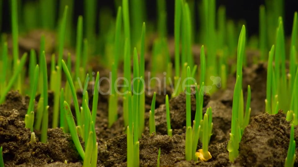 Fresh Green Grass Growing  Videohive 12490546 Stock Footage Image 3