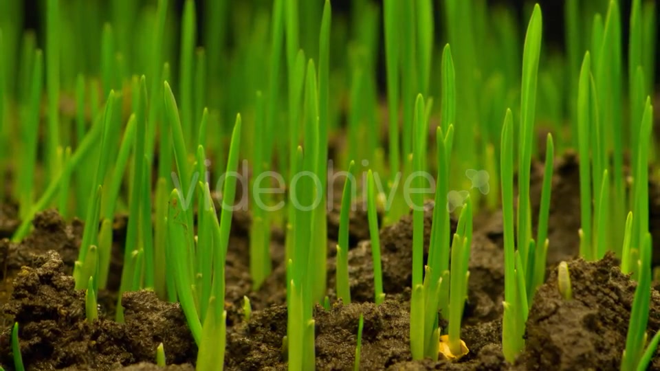Fresh Green Grass Growing  Videohive 12490546 Stock Footage Image 4
