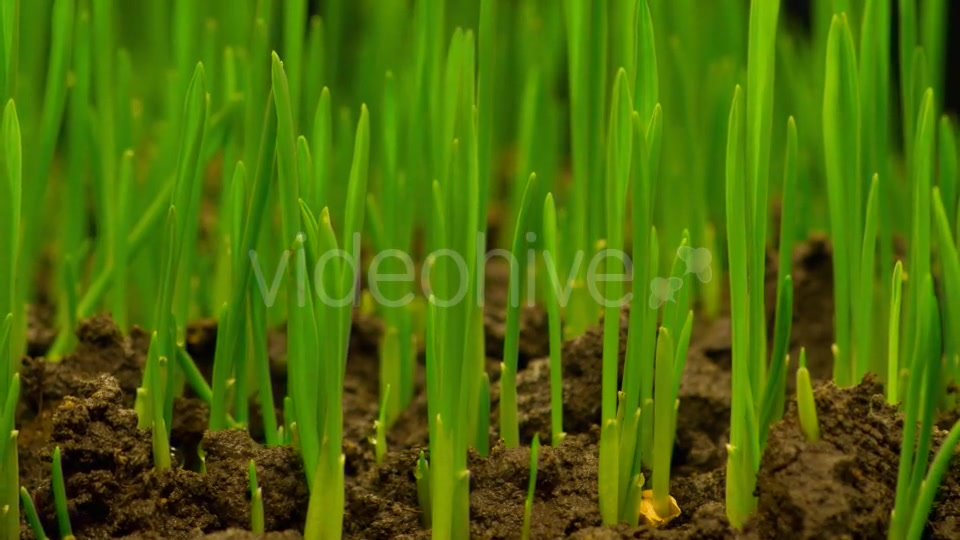 Fresh Green Grass Growing  Videohive 12490546 Stock Footage Image 5