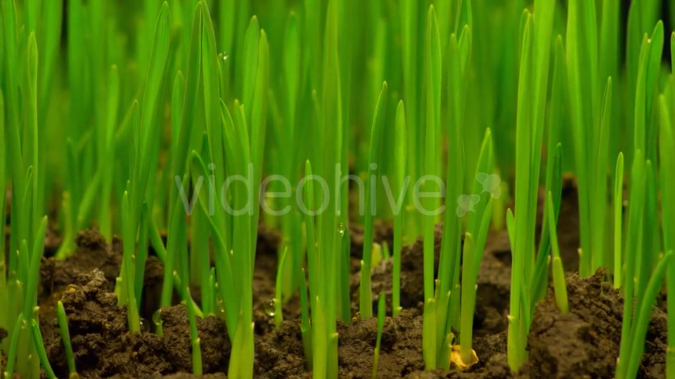 Fresh Green Grass Growing  Videohive 12490546 Stock Footage Image 6