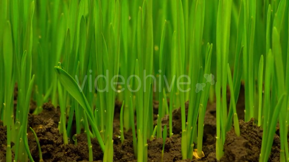 Fresh Green Grass Growing  Videohive 12490546 Stock Footage Image 7