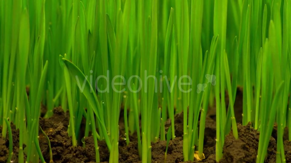 Fresh Green Grass Growing  Videohive 12490546 Stock Footage Image 8
