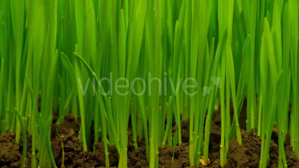 Fresh Green Grass Growing  Videohive 12490546 Stock Footage Image 9