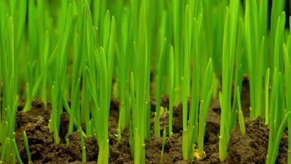 Fresh Green Grass Growing  - Download 12490546 Videohive