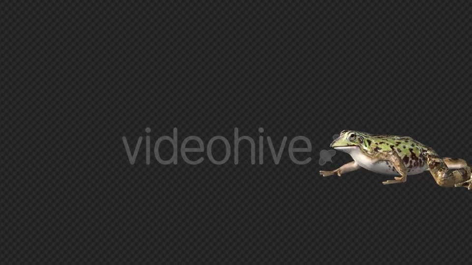 Frog Walking - Download Videohive 19625060