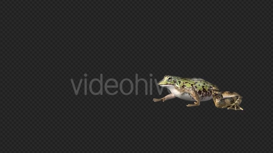 Frog Walking - Download Videohive 19625060