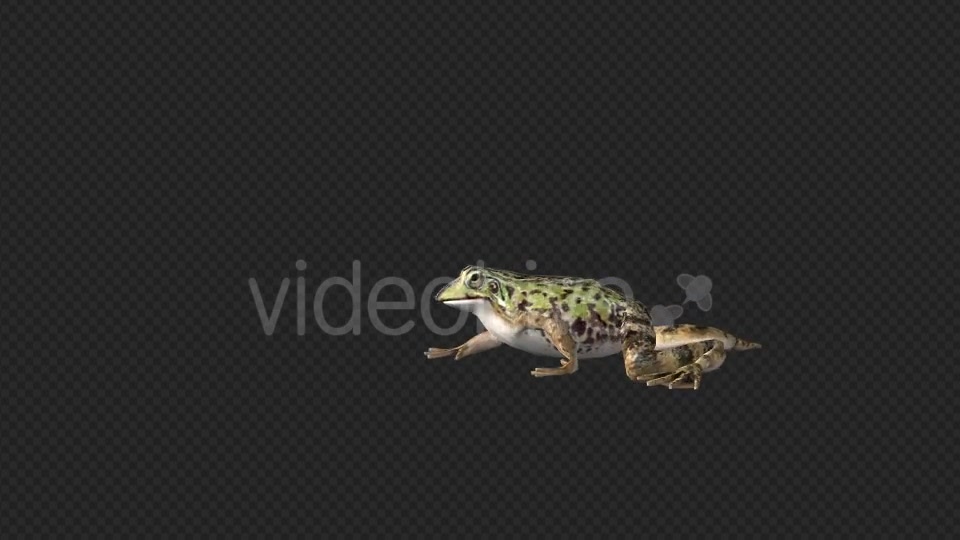 Frog Walking - Download Videohive 19625060