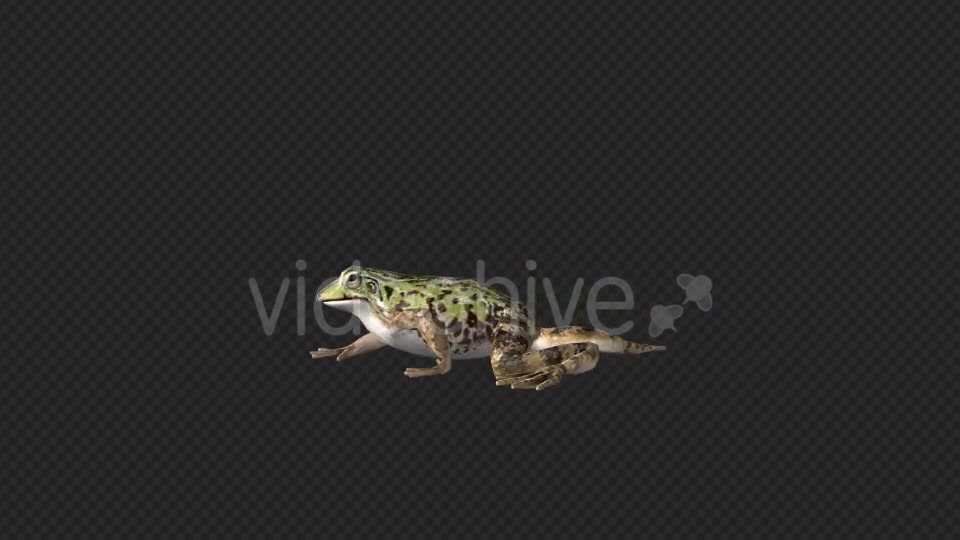 Frog Walking - Download Videohive 19625060