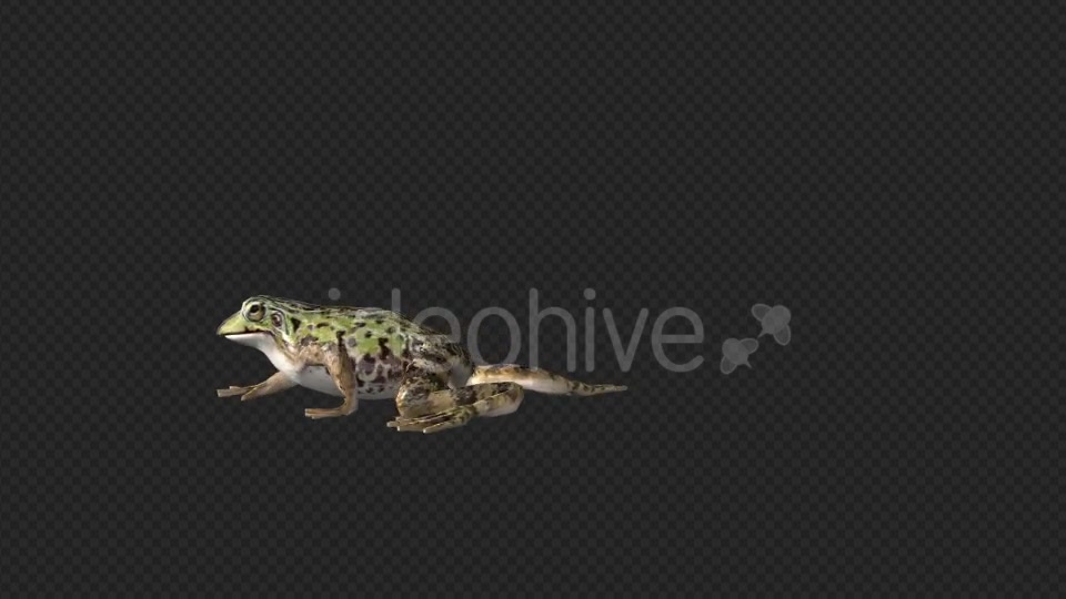 Frog Walking - Download Videohive 19625060