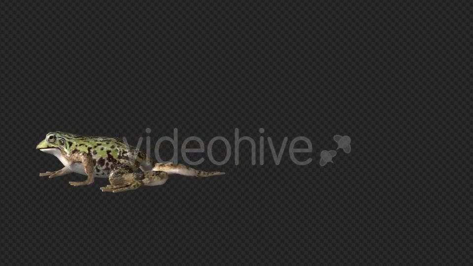 Frog Walking - Download Videohive 19625060