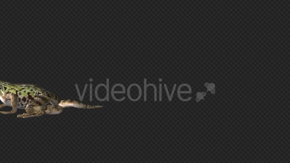 Frog Walking - Download Videohive 19625060