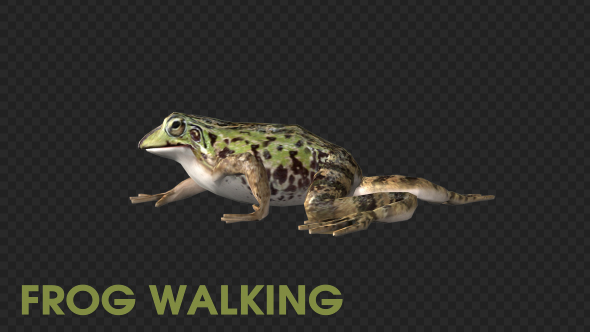 Frog Walking - Download Videohive 19625060