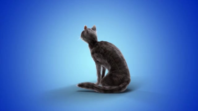 Funny Dramatic Cat Videohive 25771871 After Effects Image 4