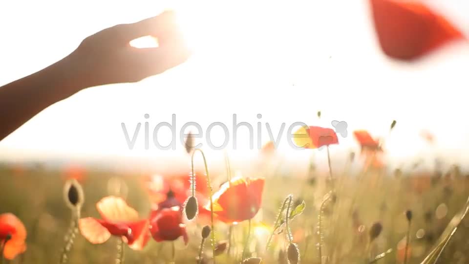 Girl Looking At Wild Poppies  Videohive 5007450 Stock Footage Image 1