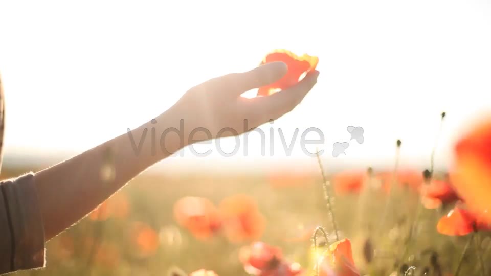 Girl Looking At Wild Poppies  Videohive 5007450 Stock Footage Image 2