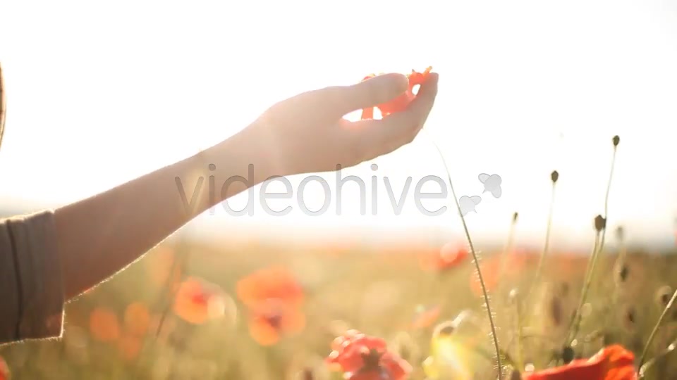 Girl Looking At Wild Poppies  Videohive 5007450 Stock Footage Image 3