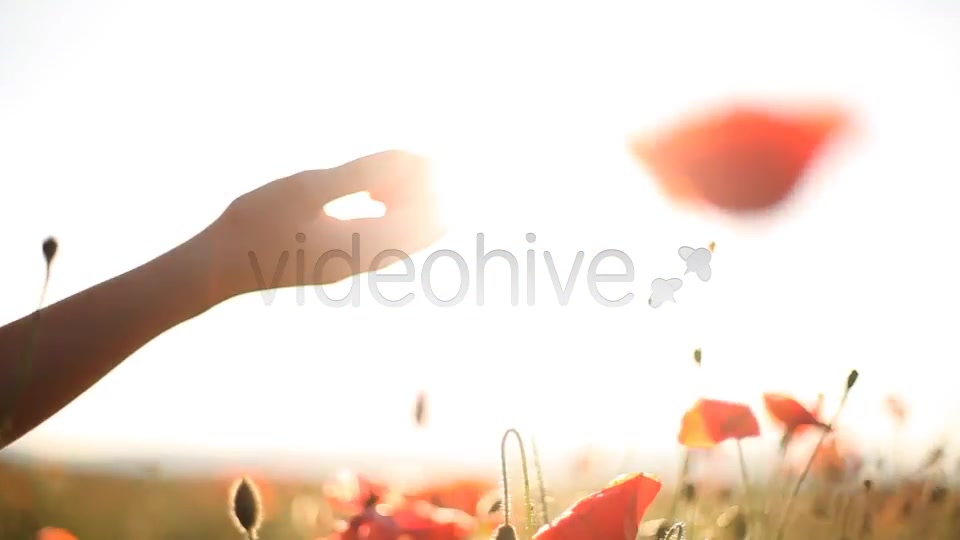 Girl Looking At Wild Poppies  Videohive 5007450 Stock Footage Image 4