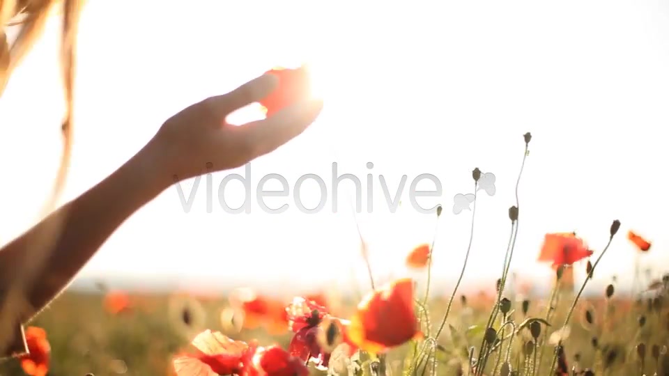 Girl Looking At Wild Poppies  Videohive 5007450 Stock Footage Image 8