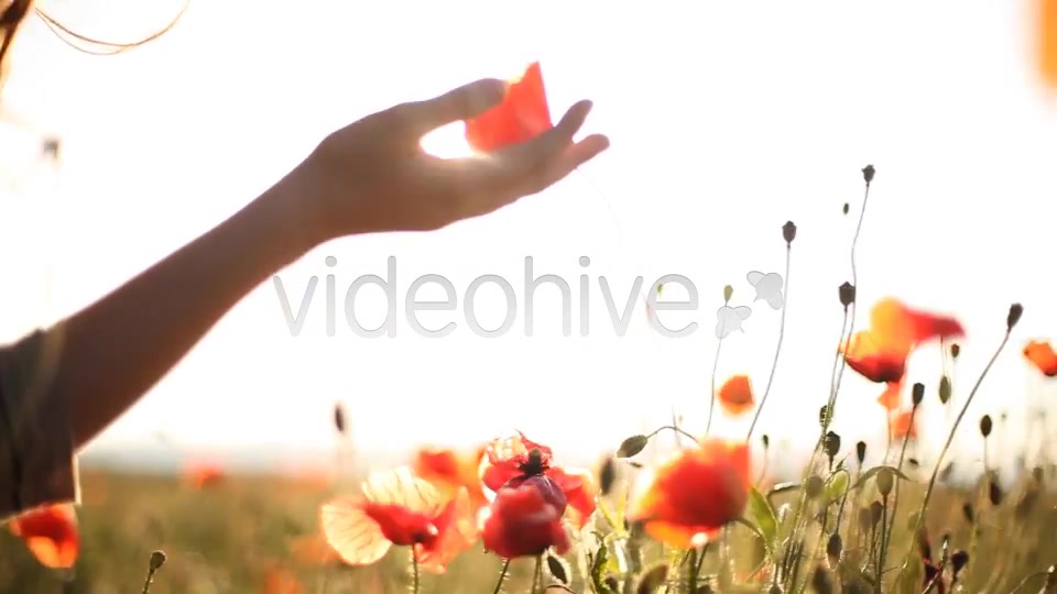 Girl Looking At Wild Poppies  Videohive 5007450 Stock Footage Image 9