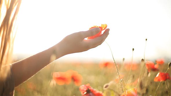 Girl Looking At Wild Poppies  - Videohive Download 5007450