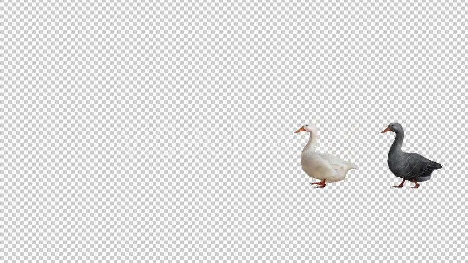 Goose Family Walk - Download Videohive 19847804