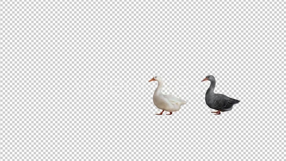 Goose Family Walk - Download Videohive 19847804