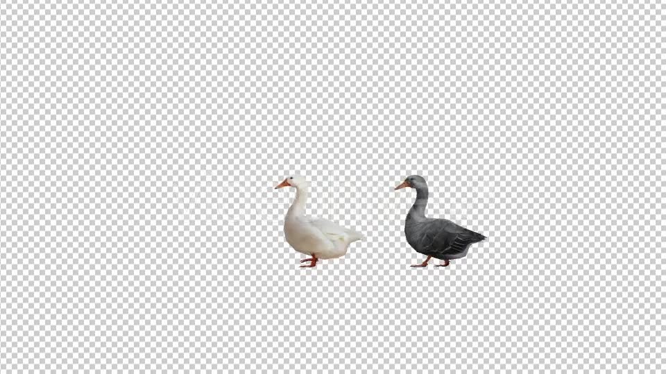 Goose Family Walk - Download Videohive 19847804