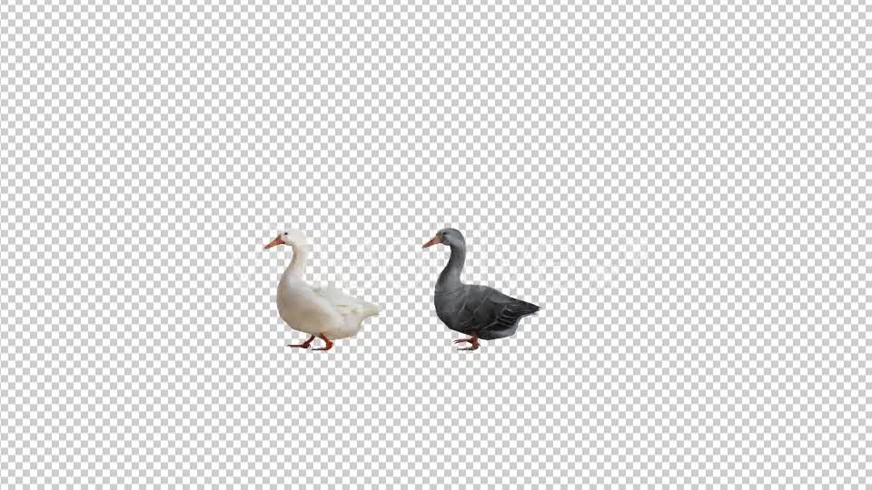 Goose Family Walk - Download Videohive 19847804