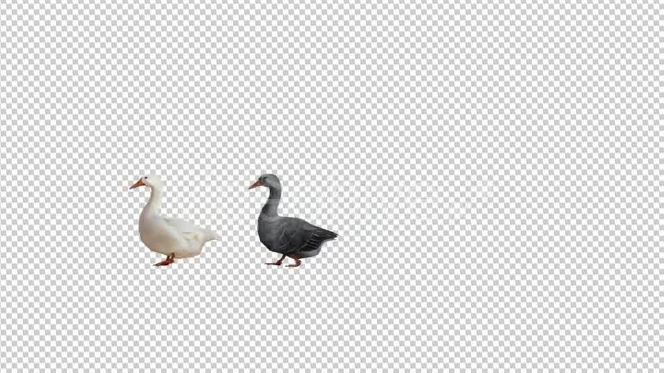 Goose Family Walk - Download Videohive 19847804