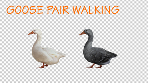 Goose Family Walk - Download Videohive 19847804