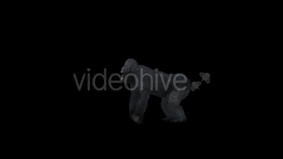 Gorilla Howling - Download Videohive 21178879