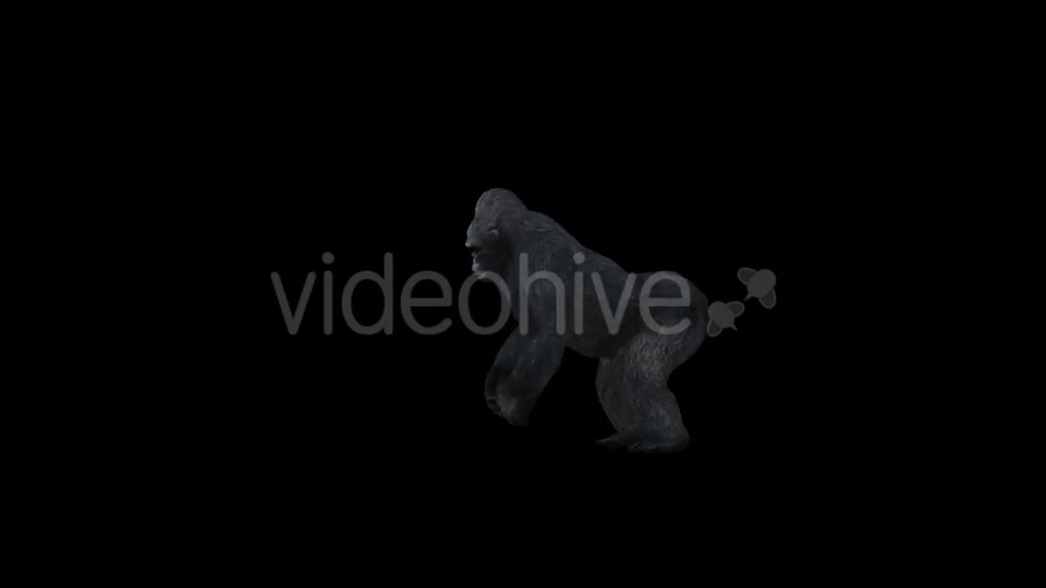 Gorilla Howling - Download Videohive 21178879