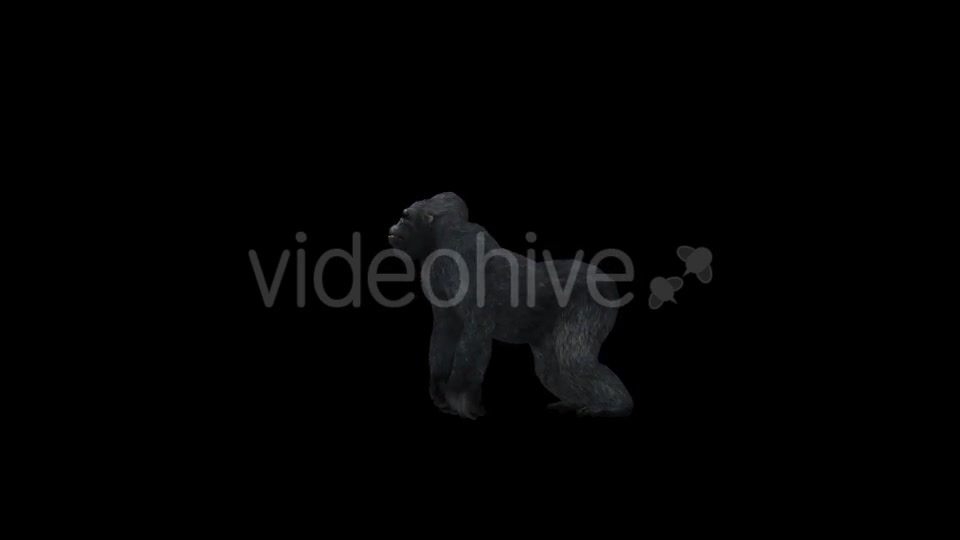 Gorilla Howling - Download Videohive 21178879