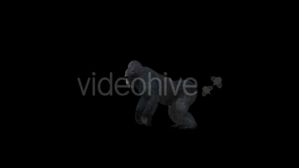 Gorilla Howling - Download Videohive 21178879