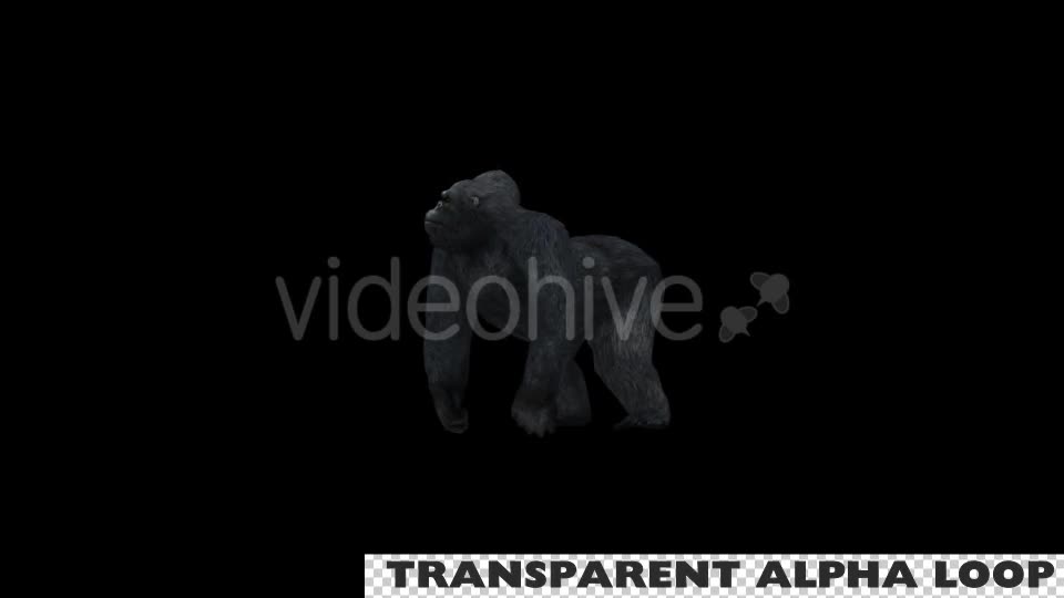 Gorilla Looking Around - Download Videohive 19734968