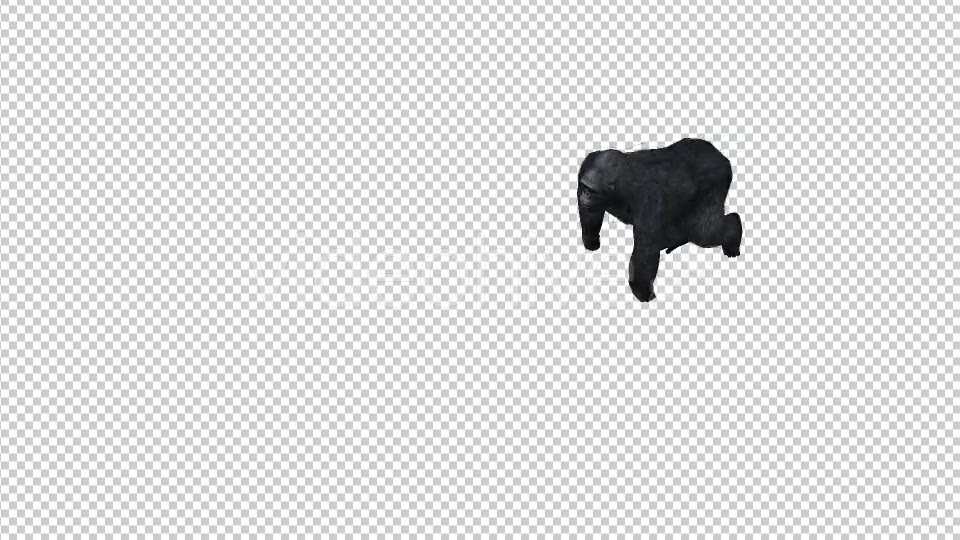 Gorilla Walk Top View - Download Videohive 21178832