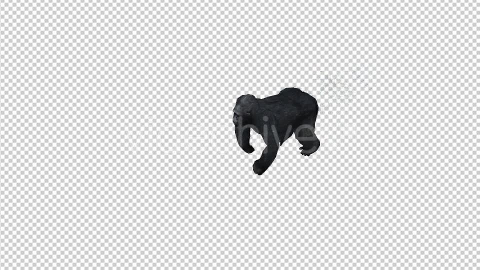 Gorilla Walk Top View - Download Videohive 21178832