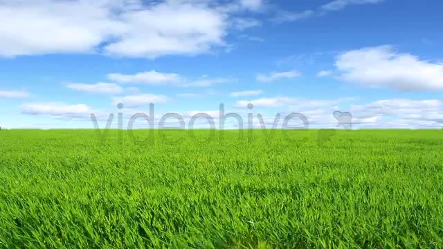 Green Field  Videohive 2224465 Stock Footage Image 7