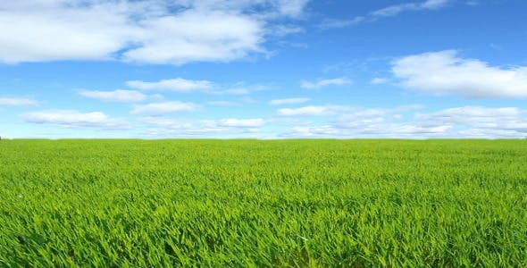 Green Field  - Videohive Download 2224465
