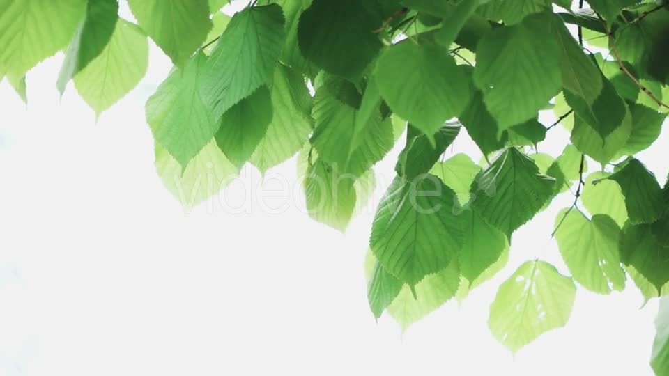 Green Leaf Isolated On White Background - Download Videohive 18690759