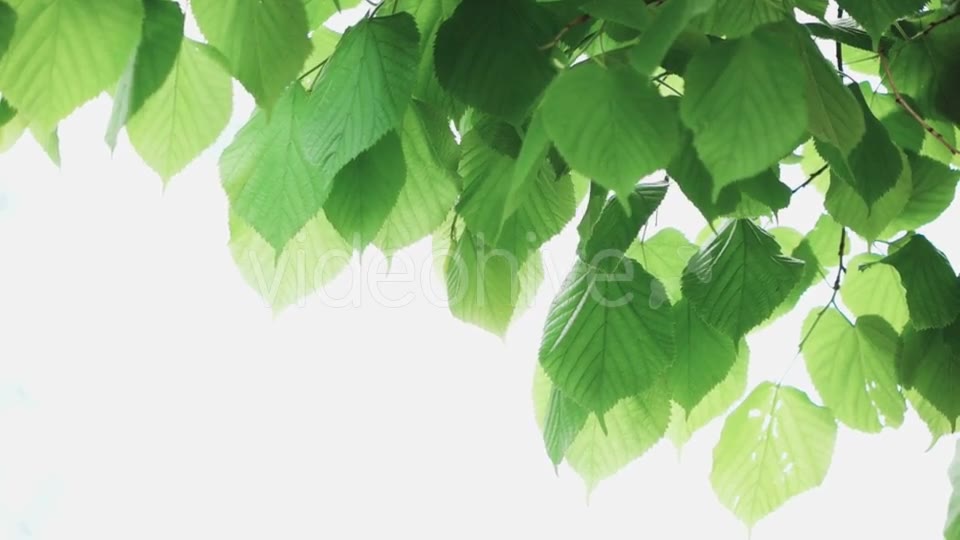 Green Leaf Isolated On White Background - Download Videohive 18690759